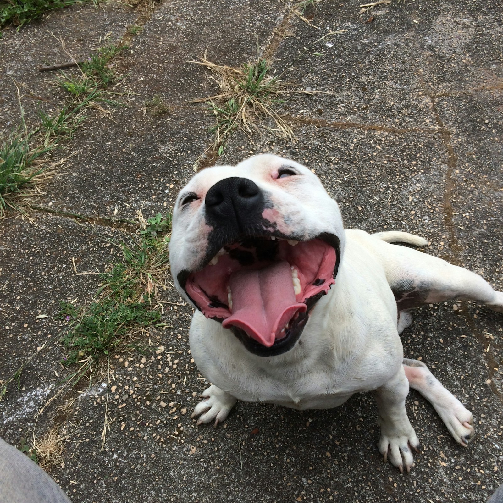 King Onyx — XL American Bully