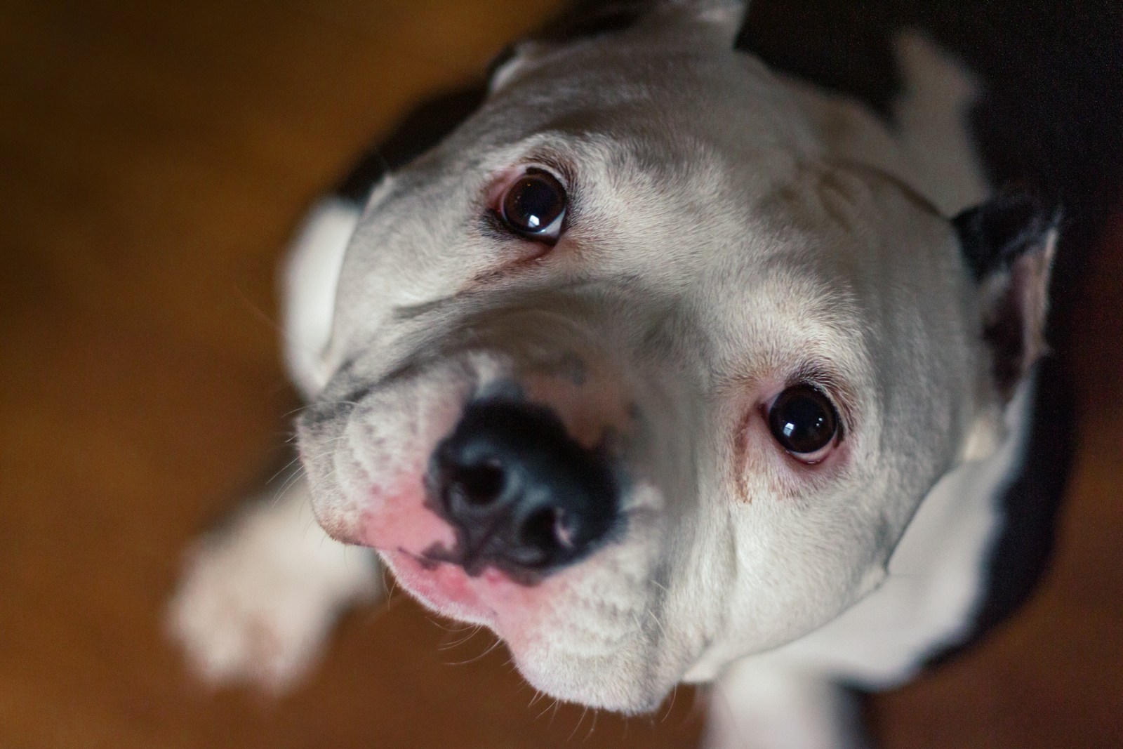 Mizz Remy — XL American Bully