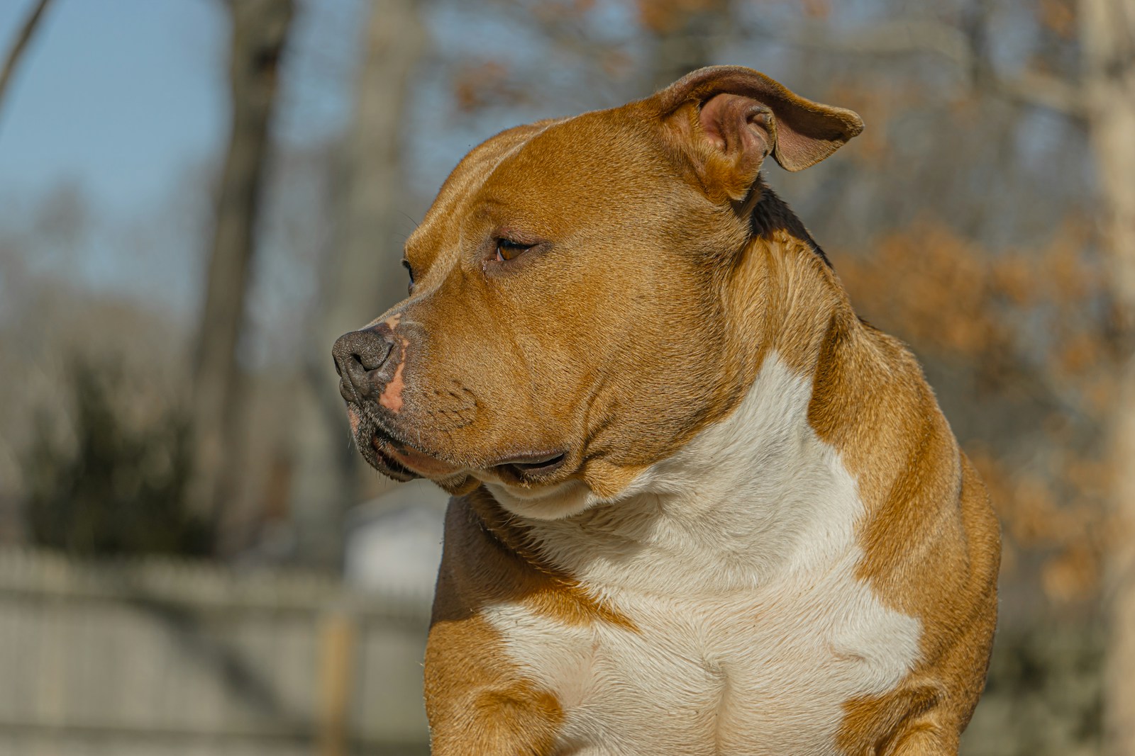Iron Diesel — XXL American Bully