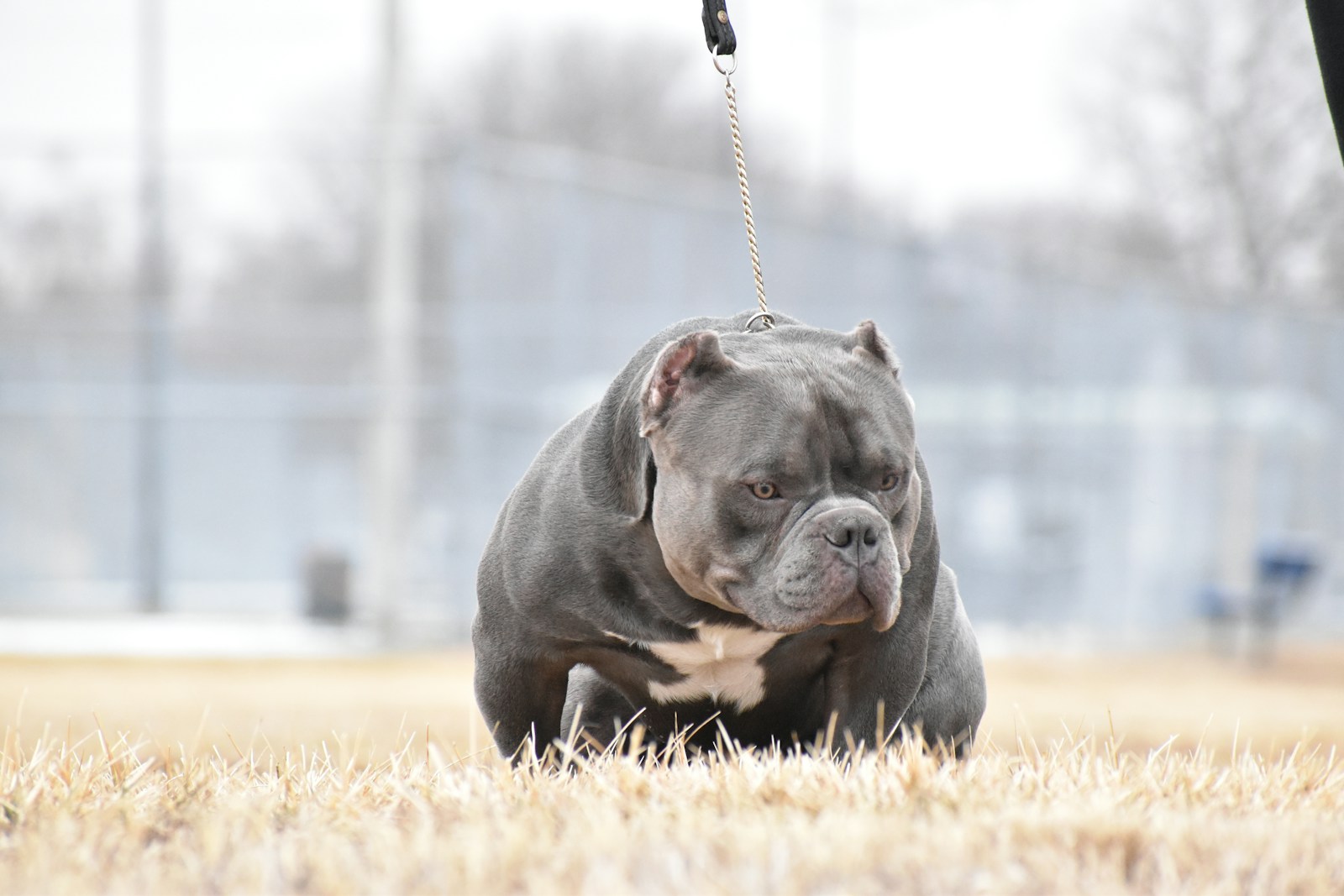 Kennel walkthrough preview